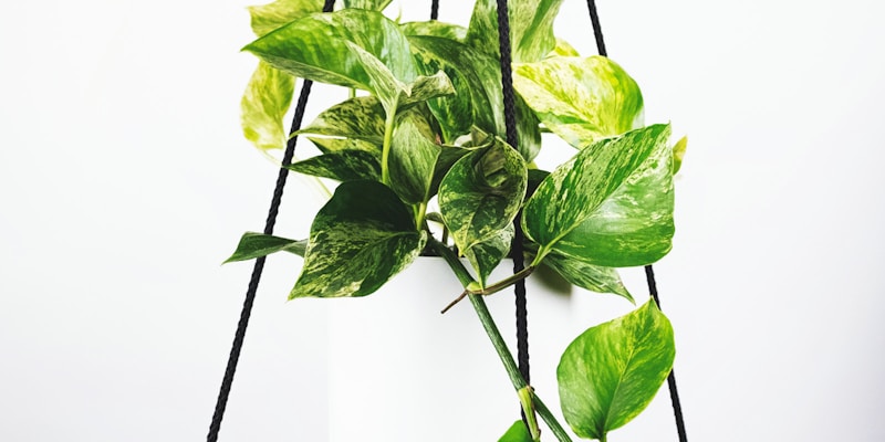 世界杯比赛直播主画面，显示球场全景与实时比分